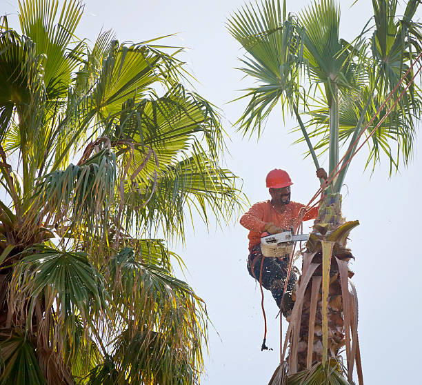 Best Residential Tree Removal  in Milan, NM